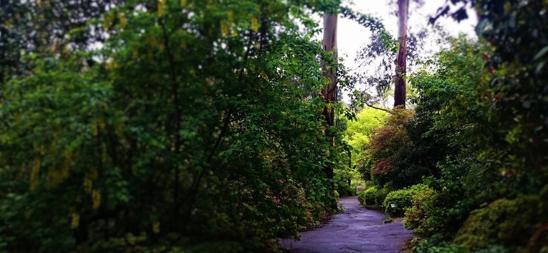 George Tindale Gardens Sherbrooke Dandenong Ranges