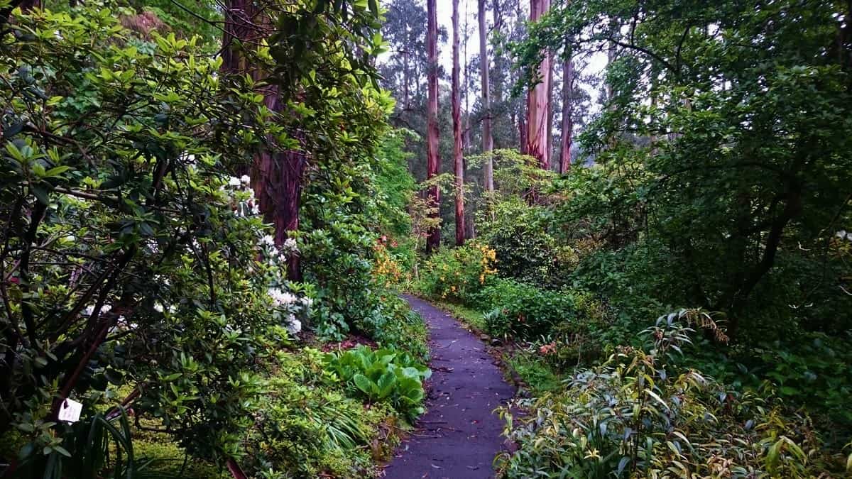 George Tindale Gardens Sherbrooke Dandenong Ranges