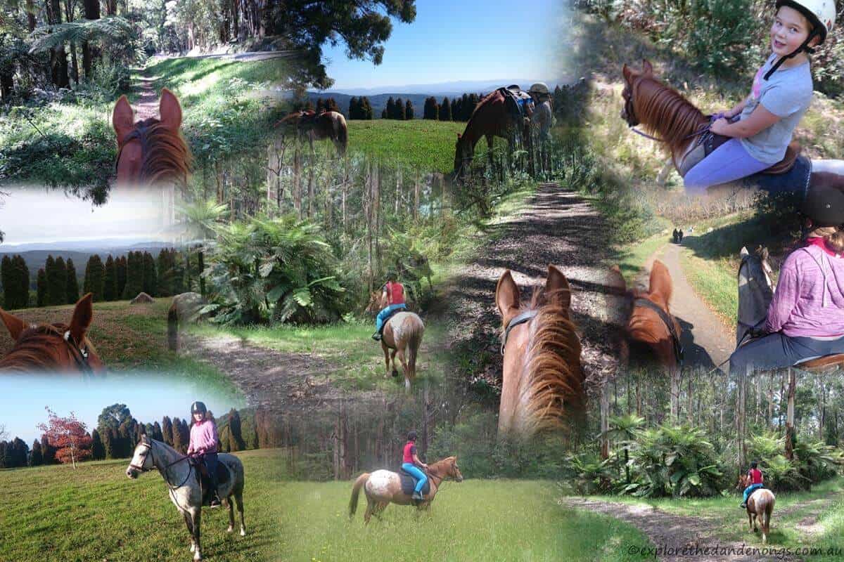 Horse riding Trails in the Dandenong Ranges
