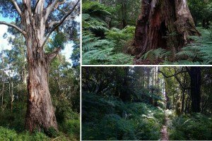 East Sherbrooke Forest Walk, Dandenong Ranges - Lyrebirds