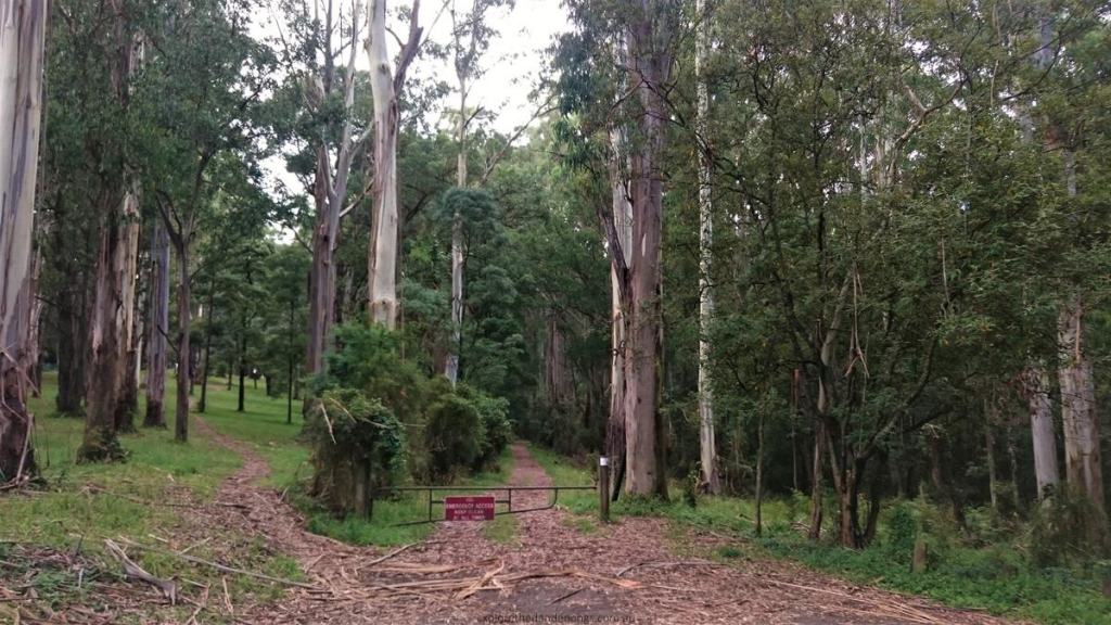 Neuman Track - Lyrebird Walk, Sherbrooke Forest