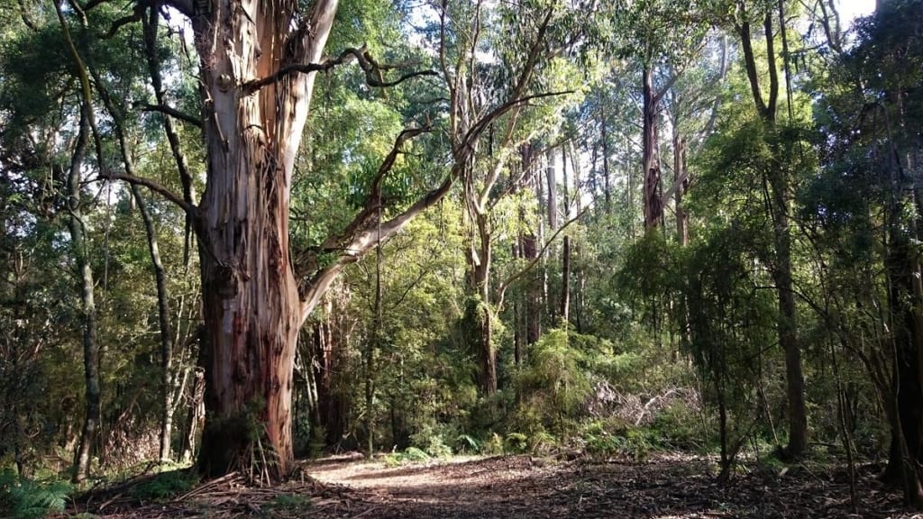 Neuman Track - Lyrebird Walk, East Sherbrooke Forest