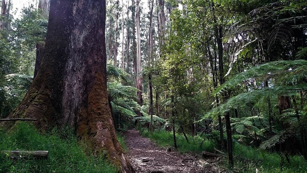 Neuman Track - Lyrebird Walk, East Sherbrooke Forest