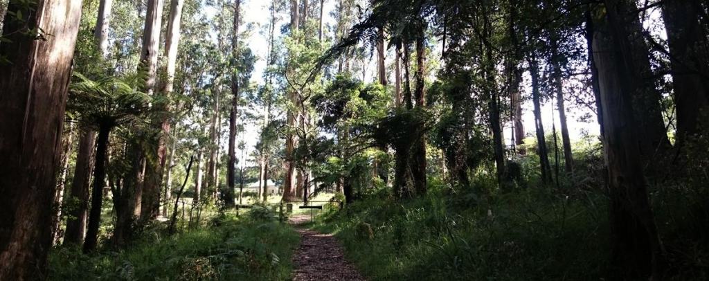 Neuman Track - Lyrebird Walk, East Sherbrooke Forest