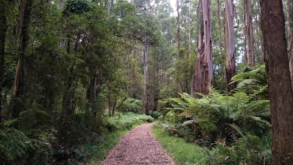 Neuman Track - Lyrebird Walk, Sherbrooke Forest