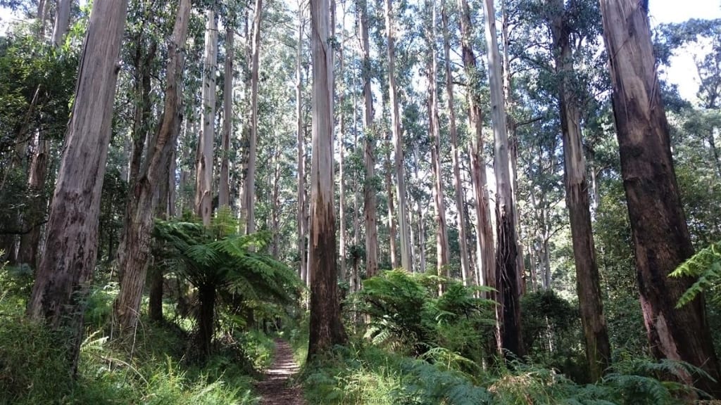 Neuman Track - Lyrebird Walk, East Sherbrooke Forest