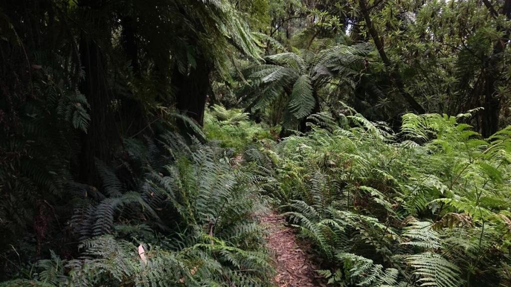 Neuman Track - Lyrebird Walk, East Sherbrooke Forest