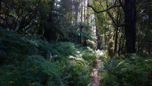 Neuman Track - Lyrebird Walk, East Sherbrooke Forest
