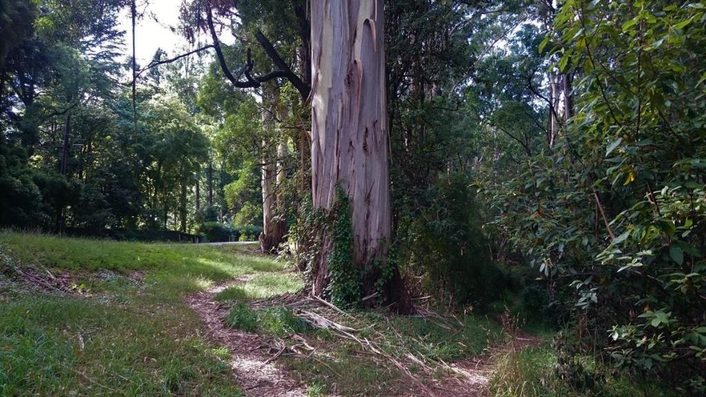 Neuman Track - Lyrebird Walk, East Sherbrooke Forest