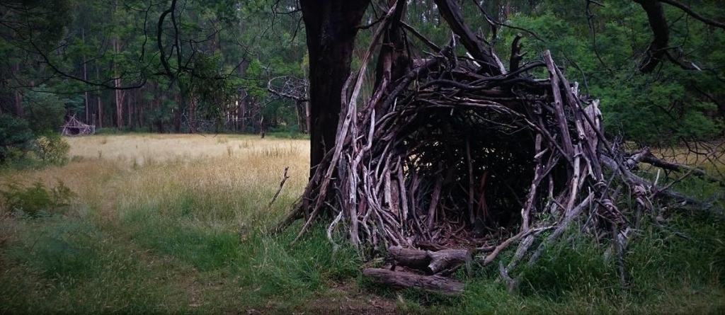 Neuman Track - Lyrebird Walk, East Sherbrooke Forest