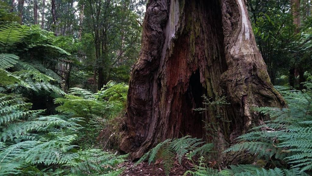 Neuman Track - Lyrebird Walk, East Sherbrooke Forest