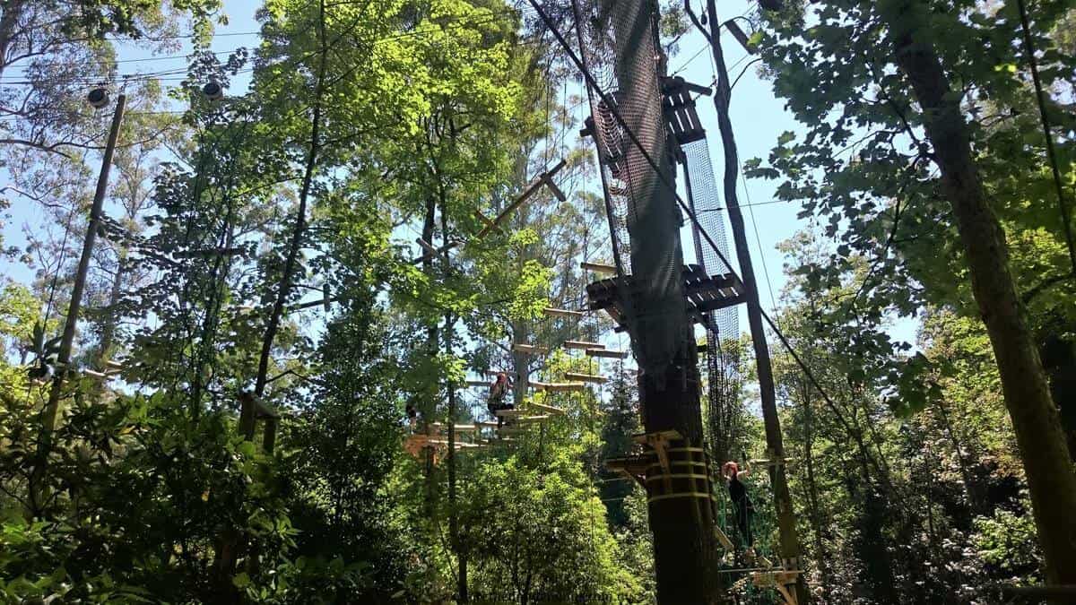 Trees Adventure Park Belgrave - Tree Surfing at Glen Harrow Park