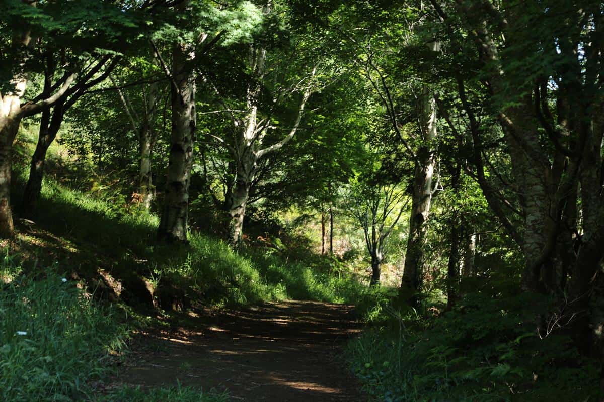 Forest Bathing Dandenong Ranges