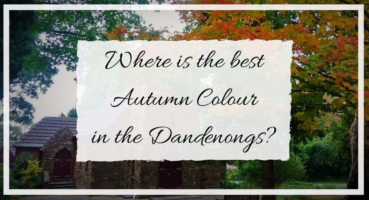 Where to see Autumn colour in the Dandenongs