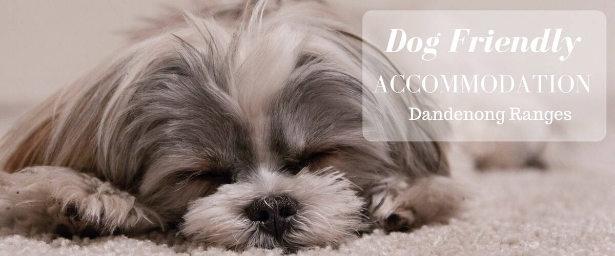 Dog Friendly Accommodation in the Dandenong Ranges Victoria