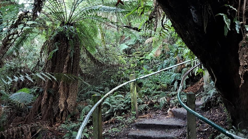 Walking through cool temperate rainforest on the 1000 Steps, Dandenong Ranges