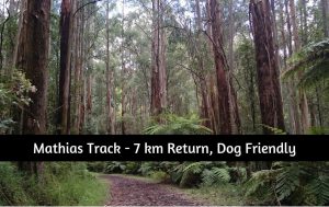 Mathias Track Dandenong Ranges - Dog-friendly walking track