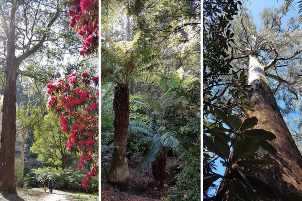 The Rhododendron Gardens, Olinda