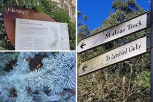 Mathias Track & Lyrebird Gully Walk in the Dandenong Ranges Botanic Garden, Olinda