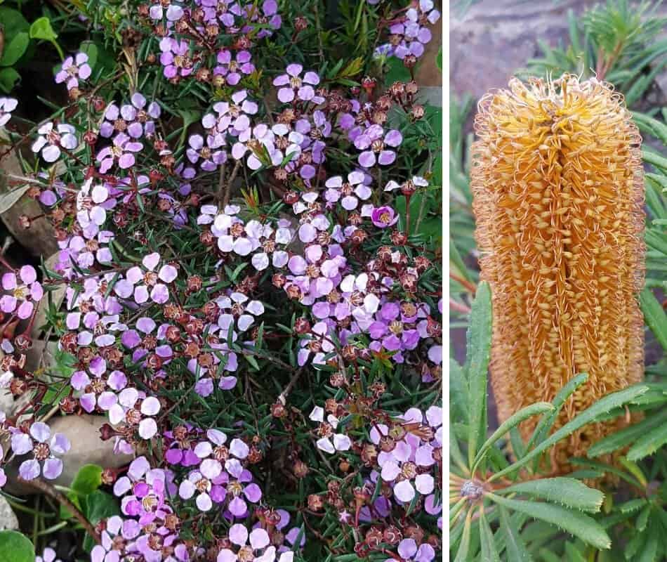 Kawarra Australian Native Plants and Trees Kalorama