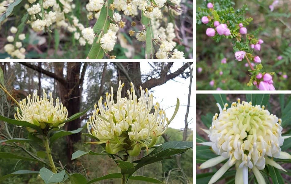 Kawarra Australian Native Plants and Trees Kalorama