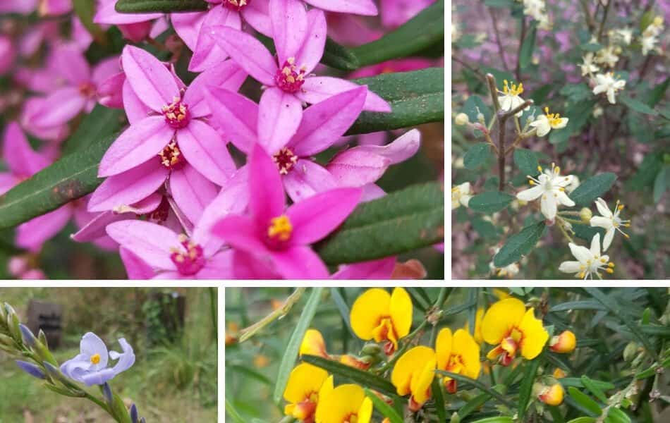 Kawarra Australian Native Plants and Trees Kalorama