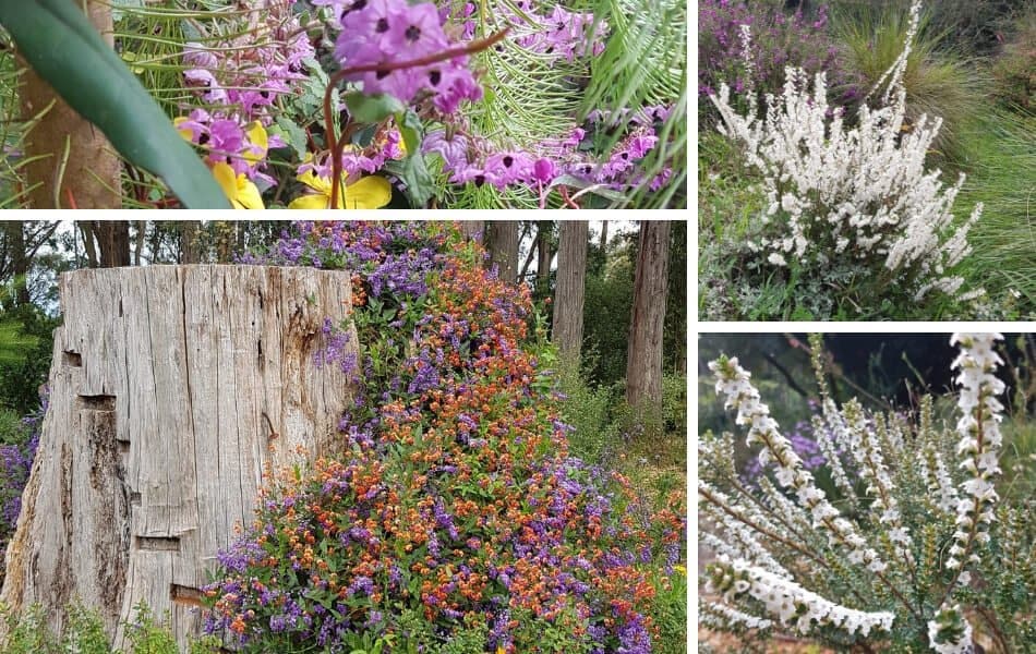 Kawarra Australian Native Plants and Trees Kalorama