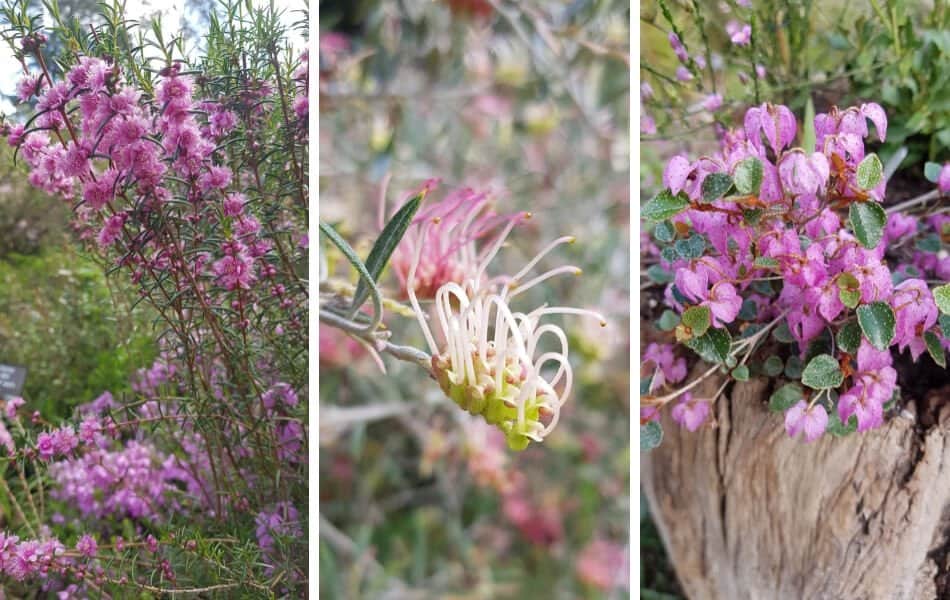 Kawarra Australian Native Plants and Trees Kalorama