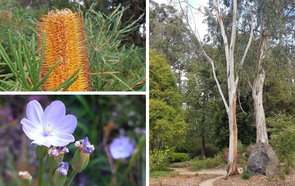 Kawarra Australian Native Plants and Trees Kalorama