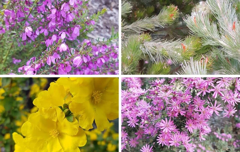 Kawarra Australian Native Plants and Trees Kalorama