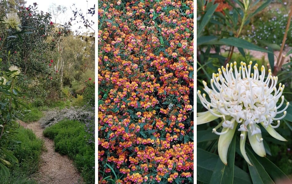 Kawarra Australian Native Plants and Trees Kalorama