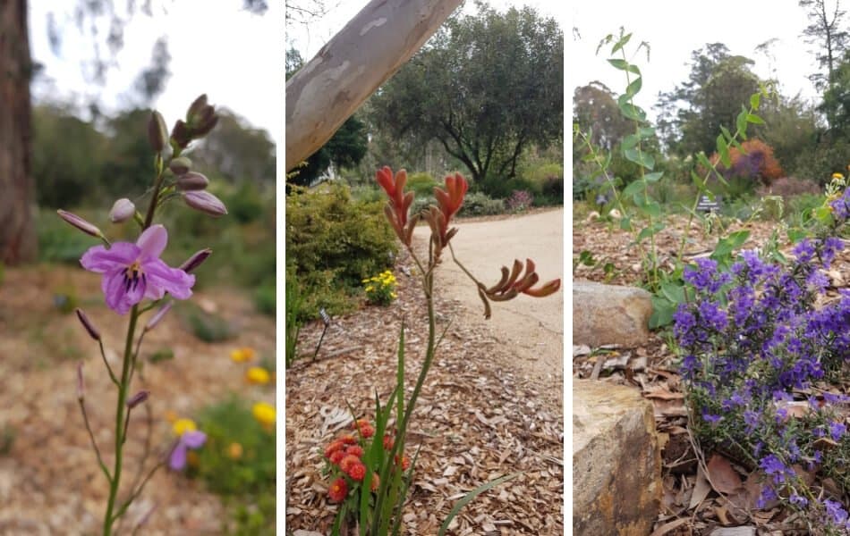 Kawarra Australian Native Plants and Trees Kalorama