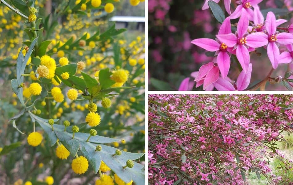 Kawarra Australian Native Plants and Trees Kalorama