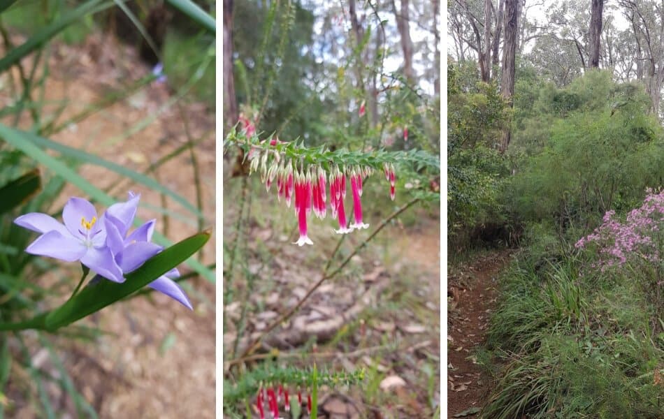 Kawarra Australian Native Plants and Trees Kalorama