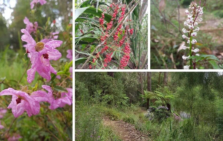 Kawarra Australian Native Plants and Trees Kalorama