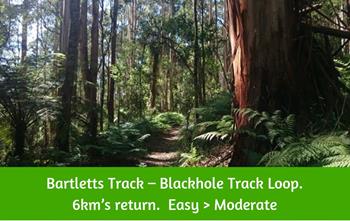 Bartletts Track Walk Dandenong Ranges