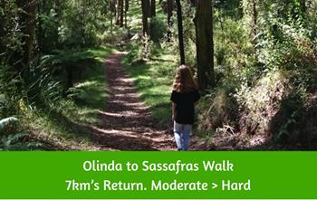 Olinda to Sassafras Walking Track