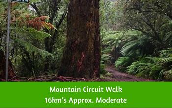 Mountain Circuit Walk 16km’s Approx. Moderate. Dandenong Ranges