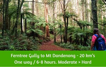 Ferntree Gully to Mt Dandenong bushwalk - 20 km’s One way _ 6-8 hours. . Dandenong Ranges