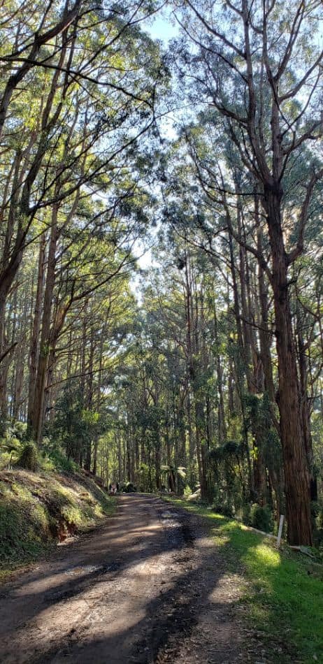 Mathias Track, one of the best dog-friendly bushwalks near Melbourne