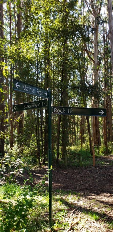 Mathias Walking Track in the Dandenongs near Melbourne