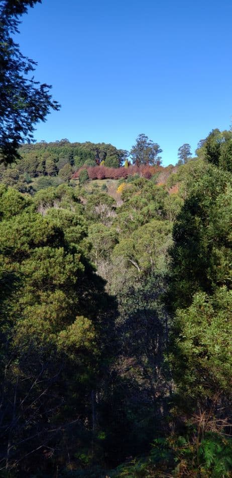Views up to the Hamer Arboretum from Mathias Track in the Dandenong Ranges National Park