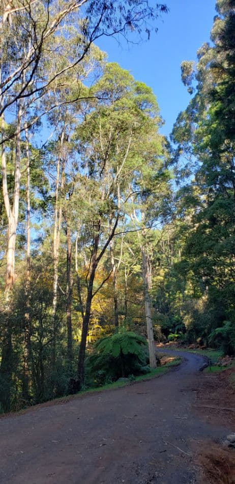 Mathias Track, popular with dog-walkers, hikers, mountain bikers and horse riders.