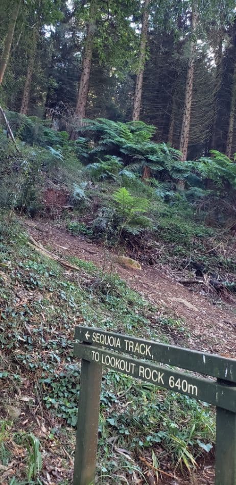 Sequoia Track leading off Mathias Walking Track in the Dandenongs