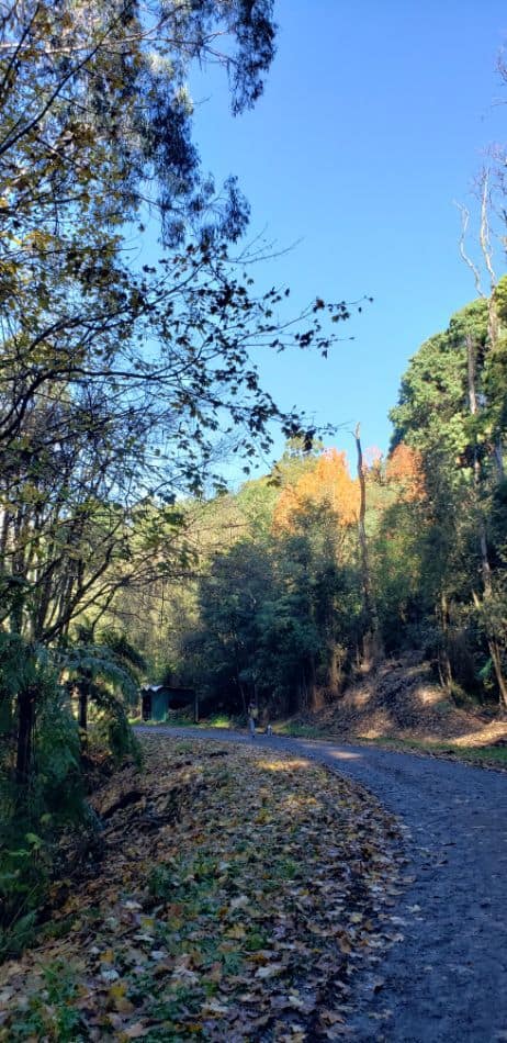 Mathias Walking Track in the Dandenongs. Walking below the Hamer Arboretum.