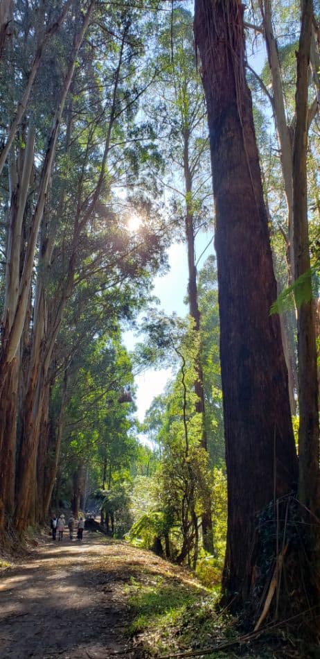 Bushwalkers on Mathias Track in the Dandenongs. This is one of the most popular hiking trails near Melbourne.