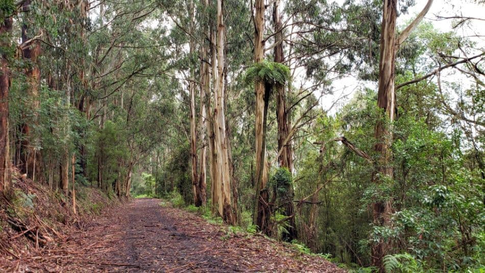 Mathias Track in the Dandenongs