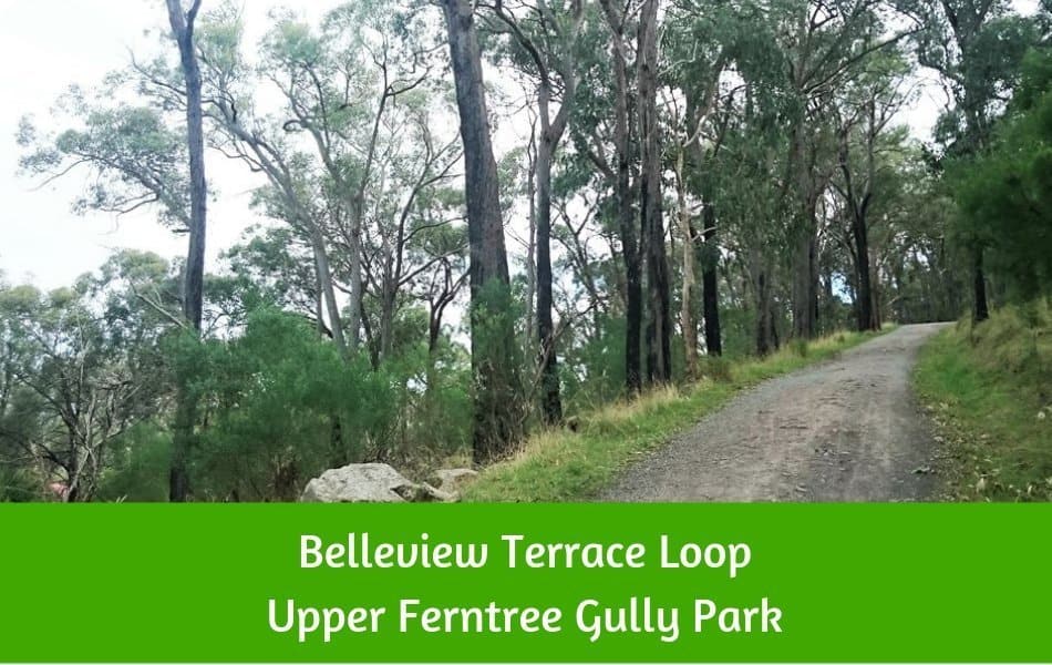 Bellview Terrace Loop Track, Upper Ferntree Gully Park Dandenong Ranges
