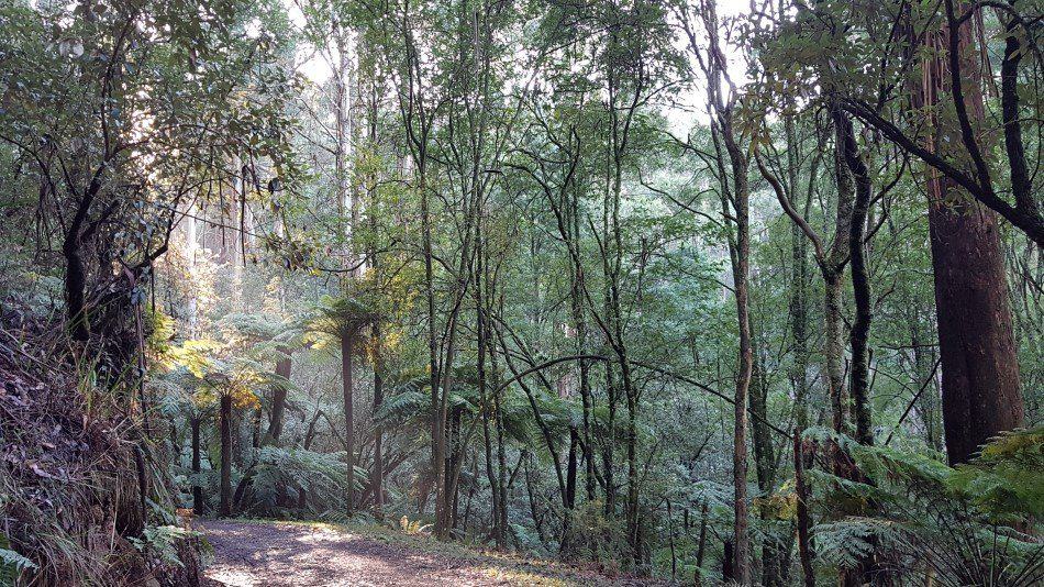 Doongalla Homestead Walks -Tree ferns on the Channel 10 Track