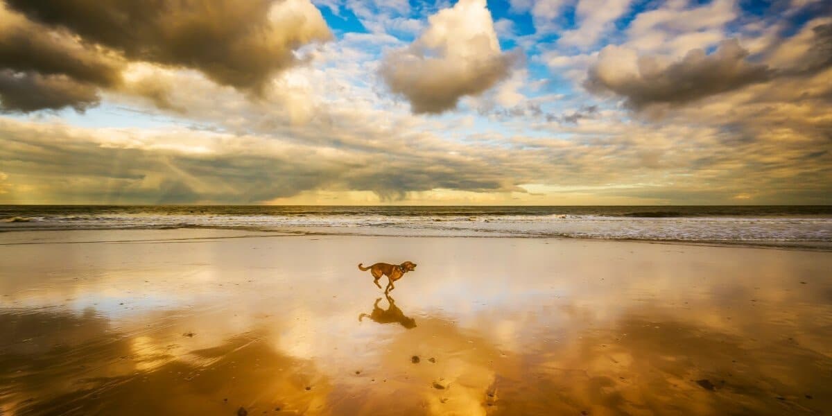 Dog-friendly-beaches-Great-Ocean-Road